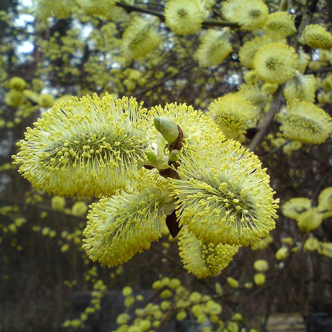 Salix caprea - immagine 3
