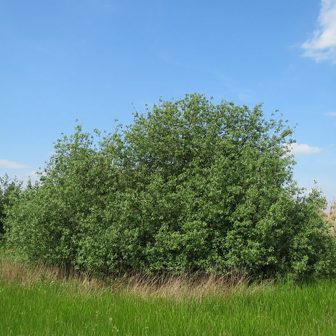 Salix cinerea - immagine 3