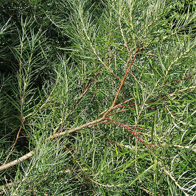 Salix eleagnos - immagine 4