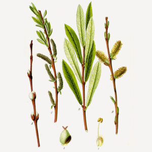 Salix purpurea