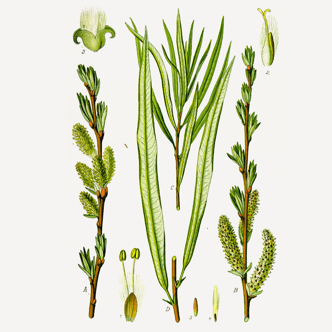 Salix viminalis
