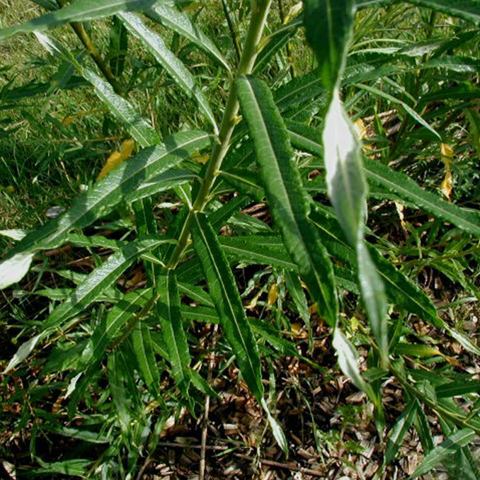 Salix viminalis - immagine 2