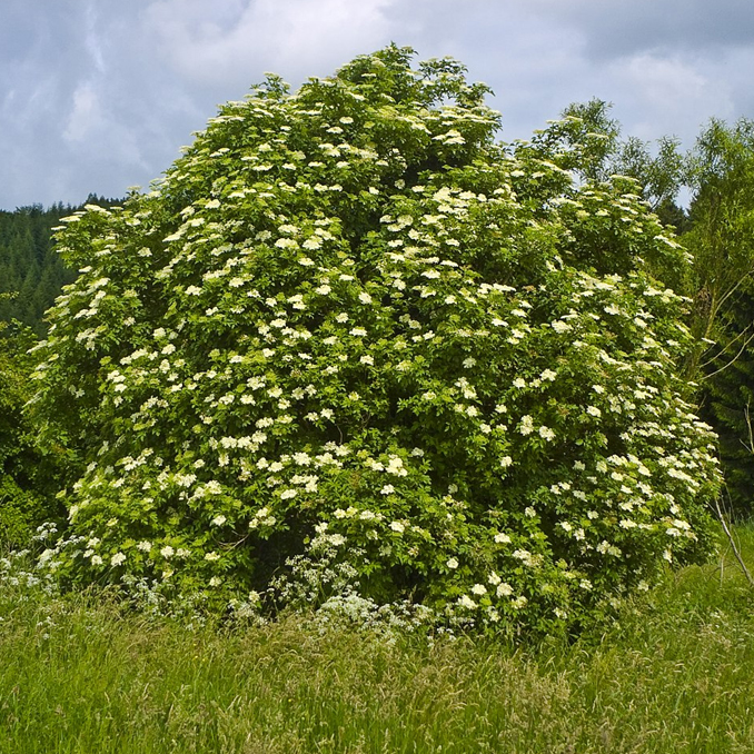 Sambucus nigra - immagine 2