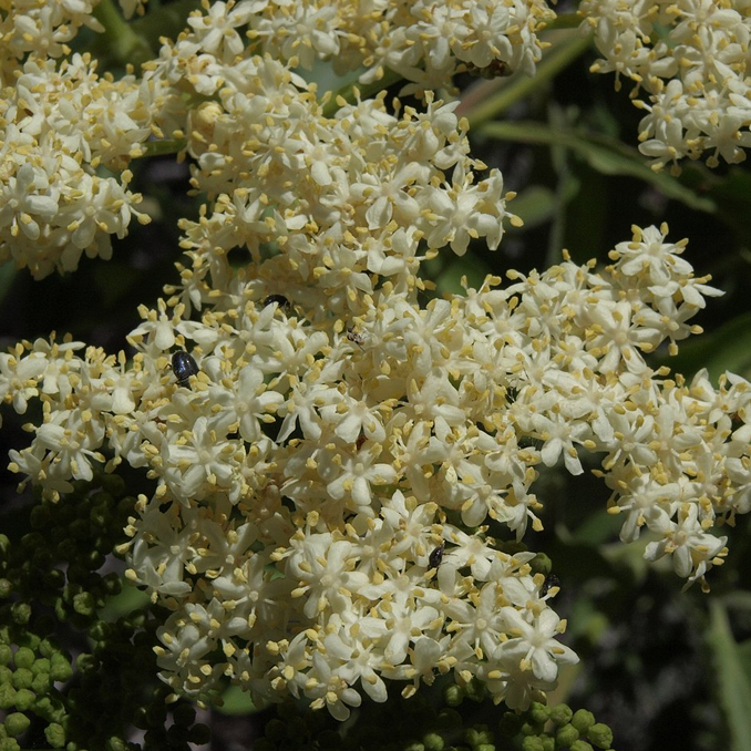 Sambucus nigra - immagine 4
