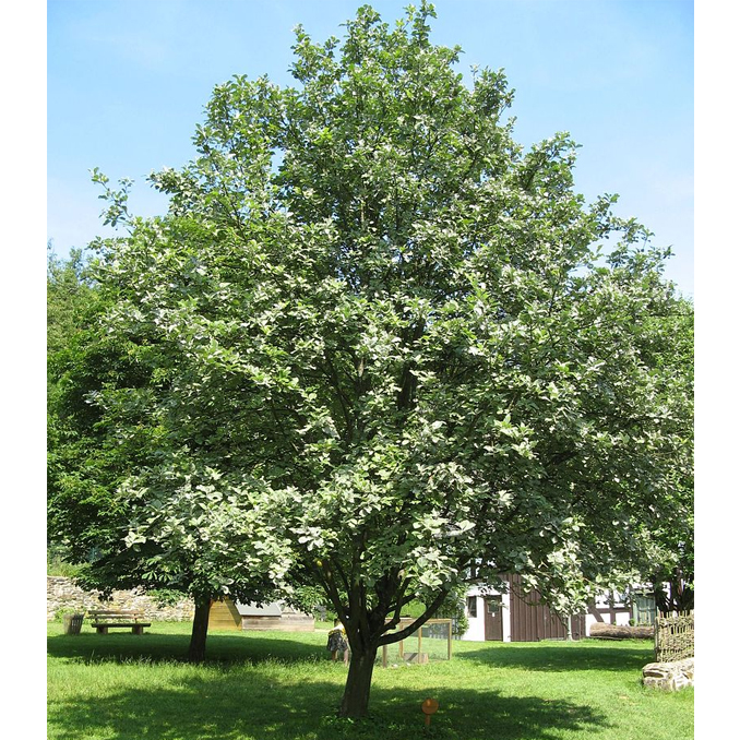 Sorbus aria - immagine 4