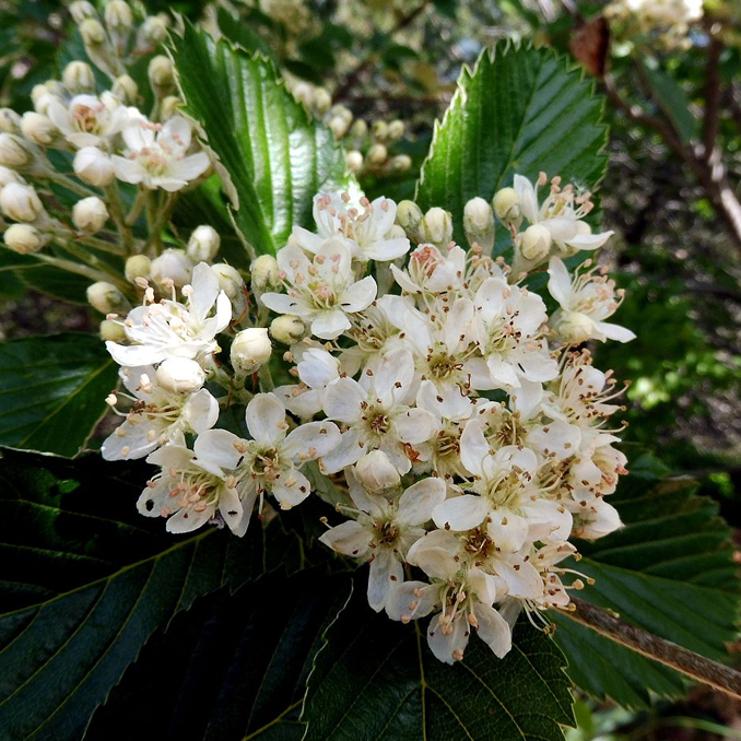 Sorbus aria - immagine 3