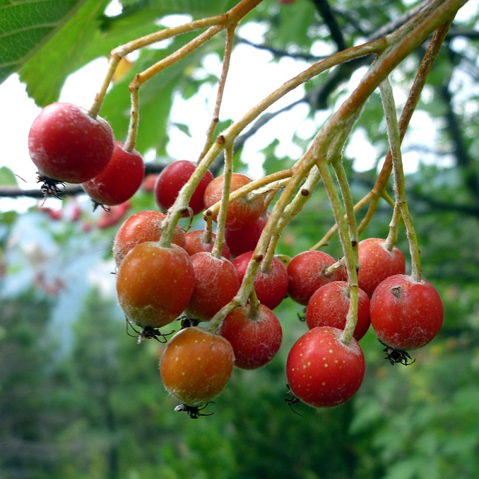Sorbus aria - immagine 2