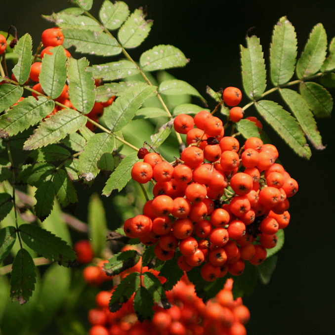 Sorbus aucuparia - immagine 2