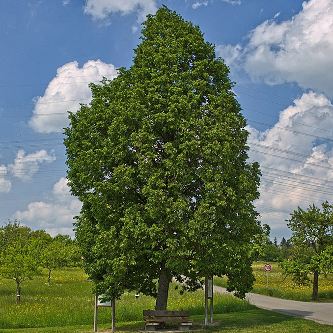 Tilia cordata - immagine 2