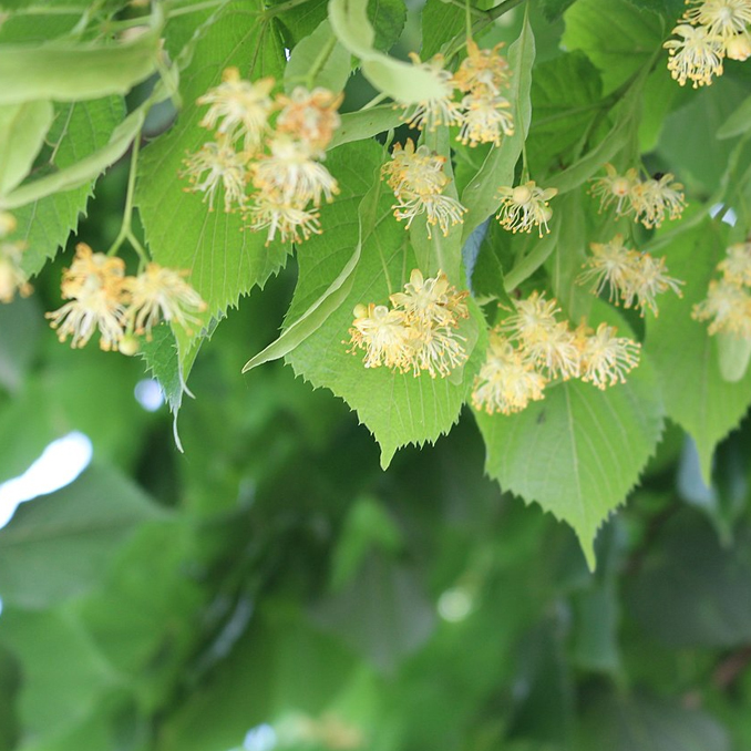 Tilia cordata - immagine 4