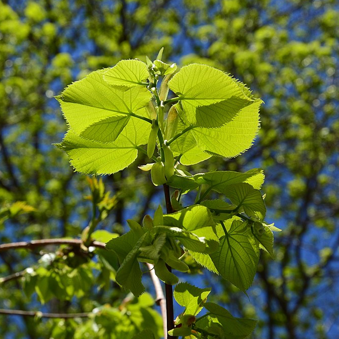 Tilia cordata - immagine 3