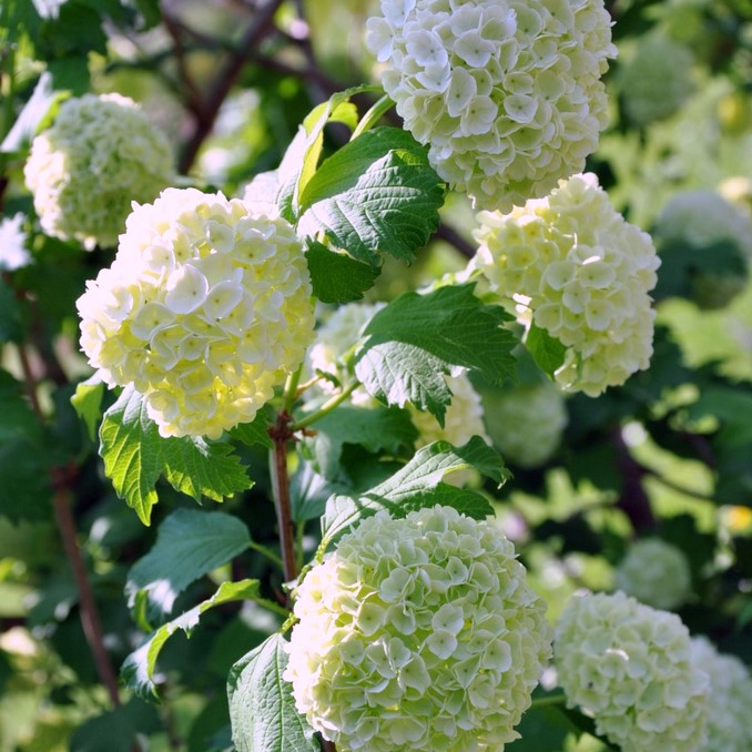Viburnum opulus - immagine 2