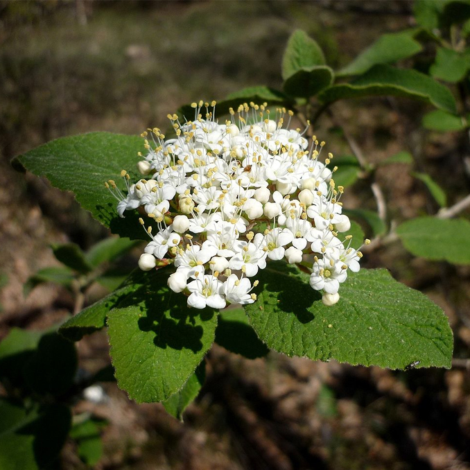 Viburnum lantana - immagine 2