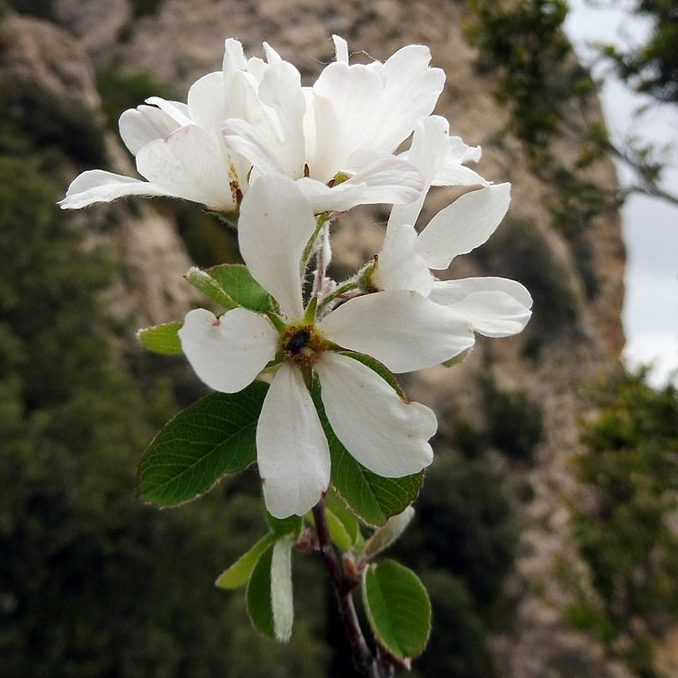 Credit: Isidre blanc /Wikimedia