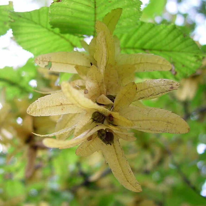 Credit: ArtMechanic/Wikimedia