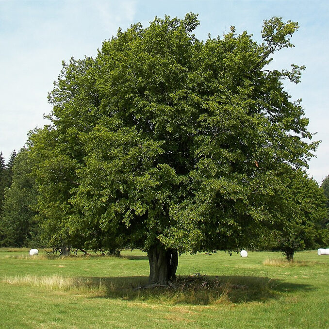 Credit: Willow/Wikimedia