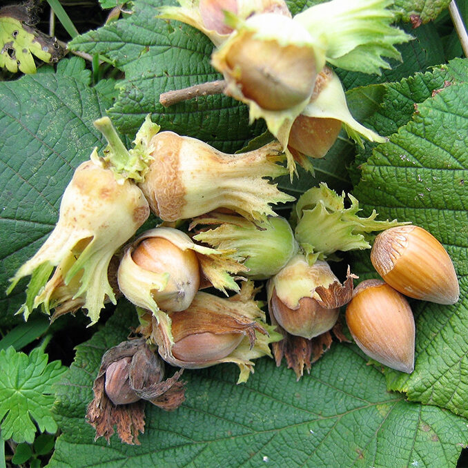 Corylus_avellana01