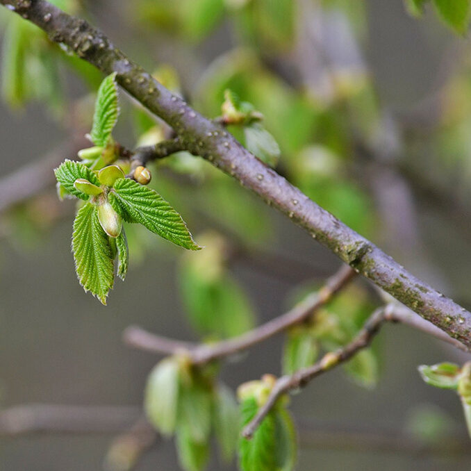 Corylus_avellana03