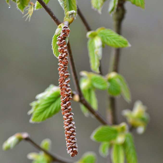 Corylus_avellana04