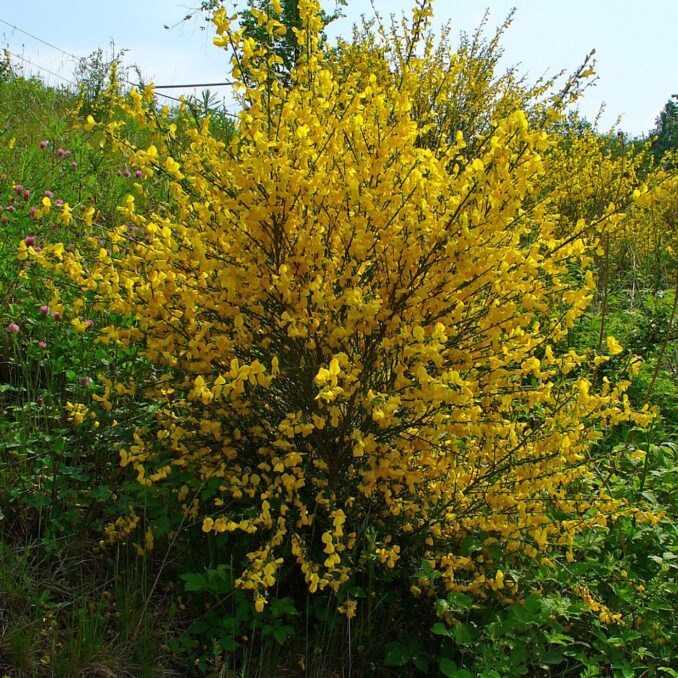 Cytisus-scoparius-1