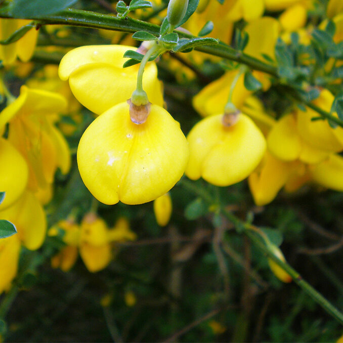 Cytisus_Scoparius01