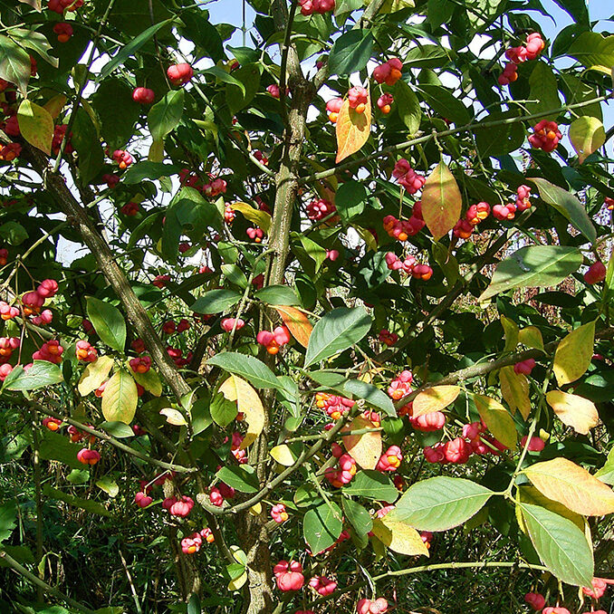 Euonymus_europaeus01