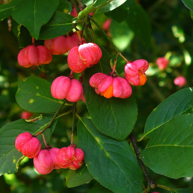 Euonymus_europaeus02