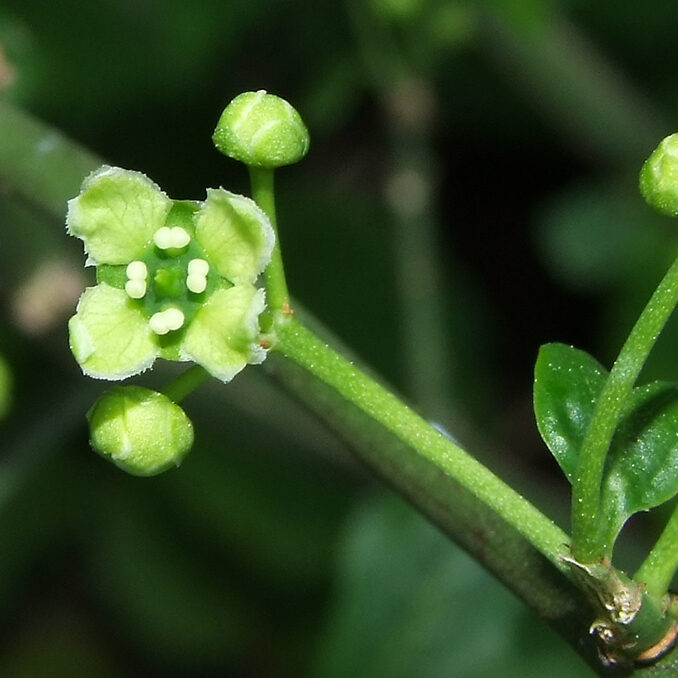 Euonymus_europaeus03