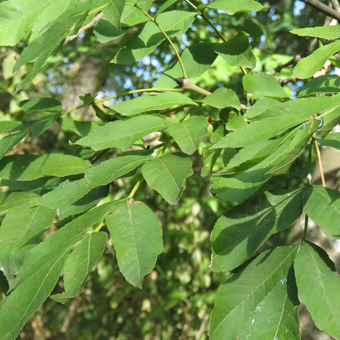 Fraxinus_ornus01