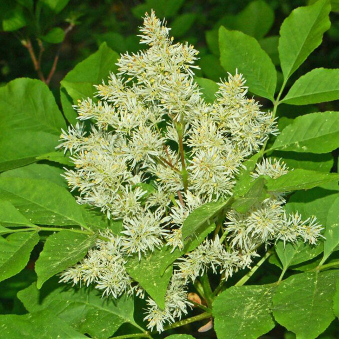 Fraxinus_ornus02
