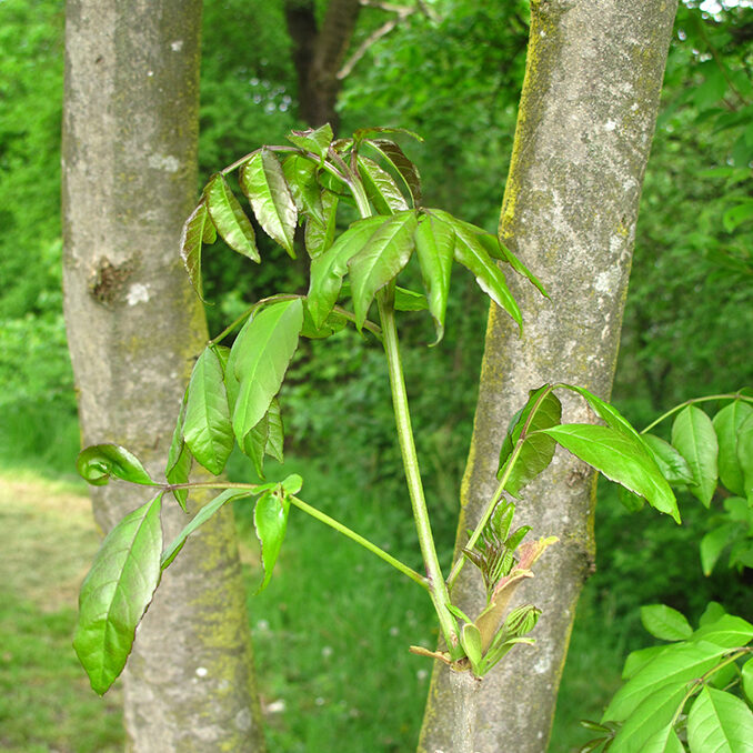 Fraxinus_ornus03