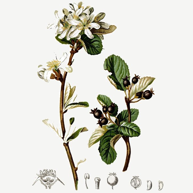 Illustrazione Amelanchier ovalis