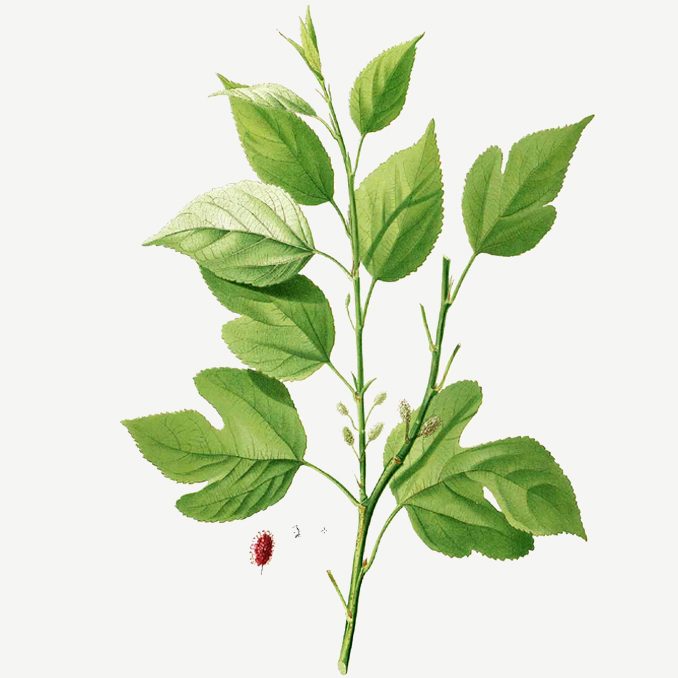 Illustrazione Morus alba