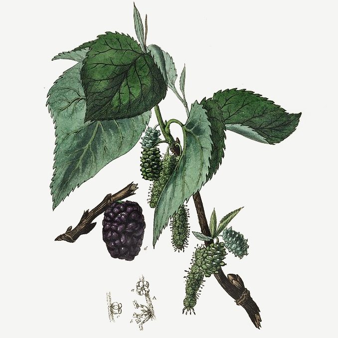Illustrazione Morus nigra