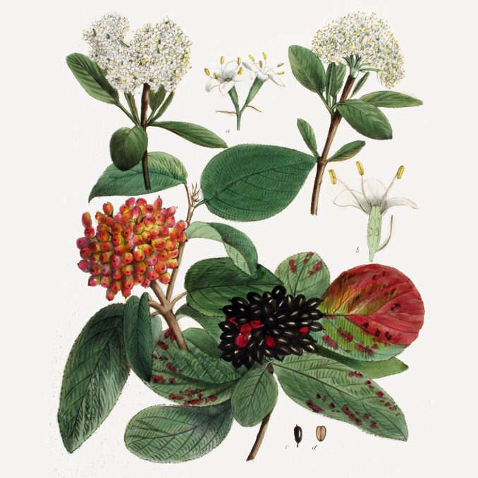 Illustrazione Viburnum lantana