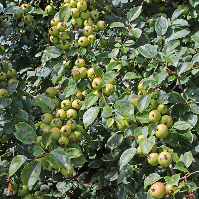 Malus_sylvestris01