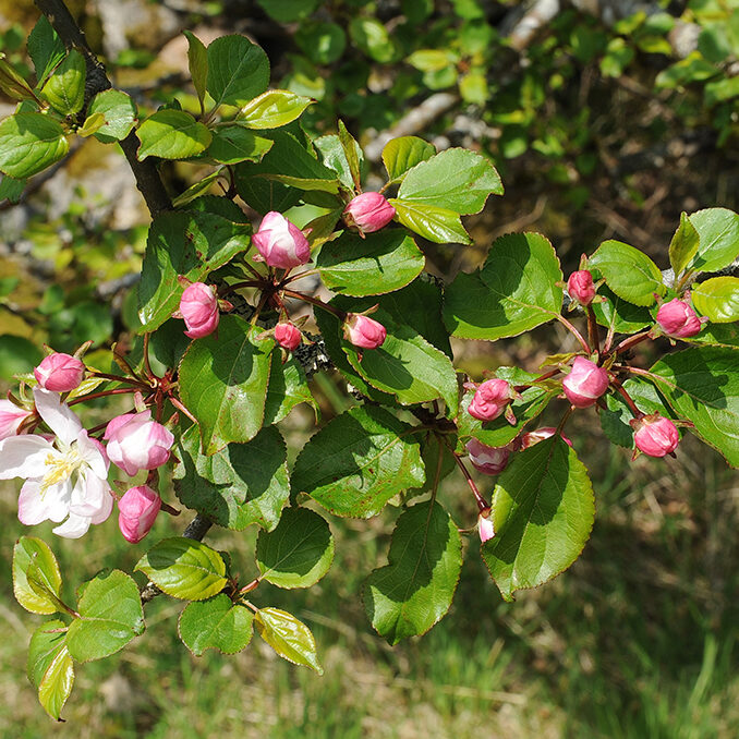 Malus_sylvestris02