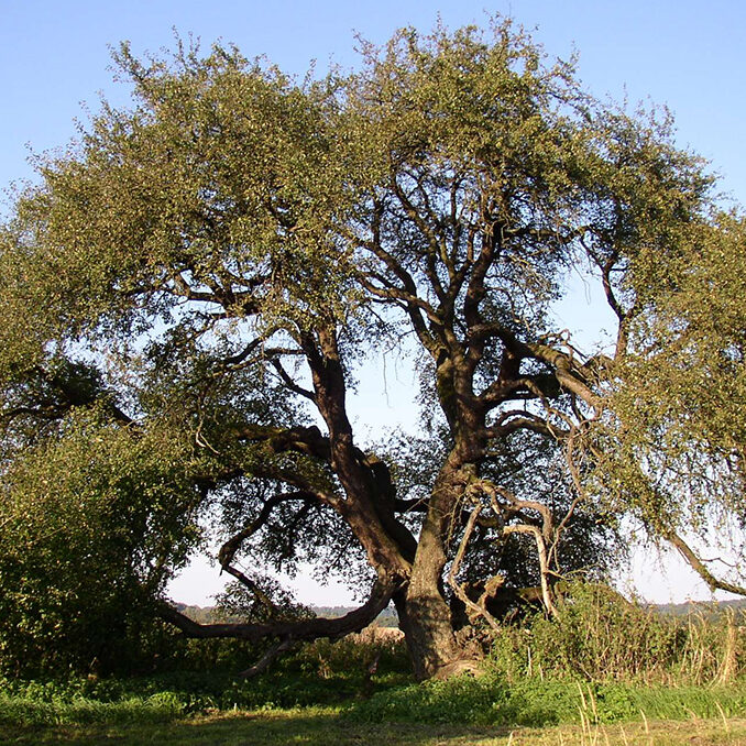 Malus_sylvestris03