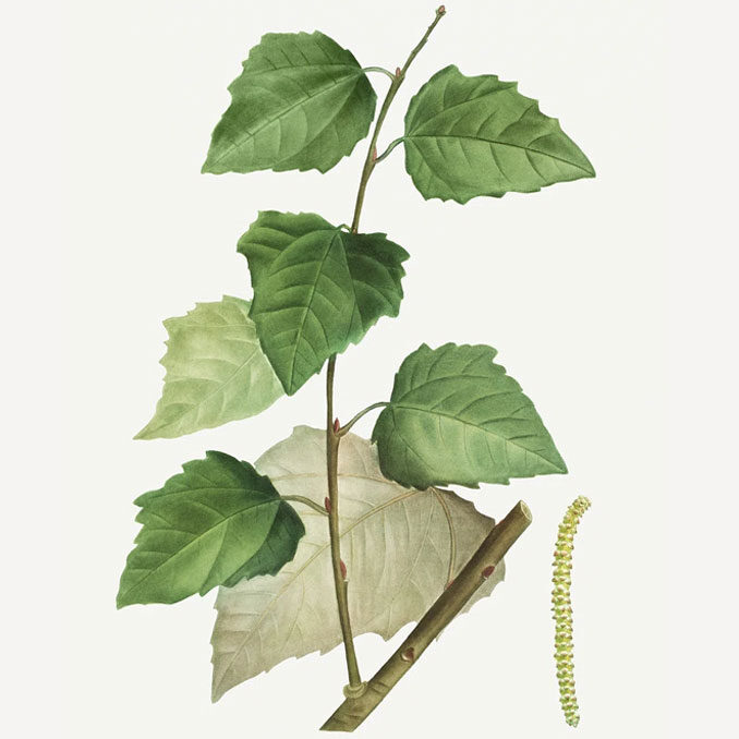 Populus alba illustrazione