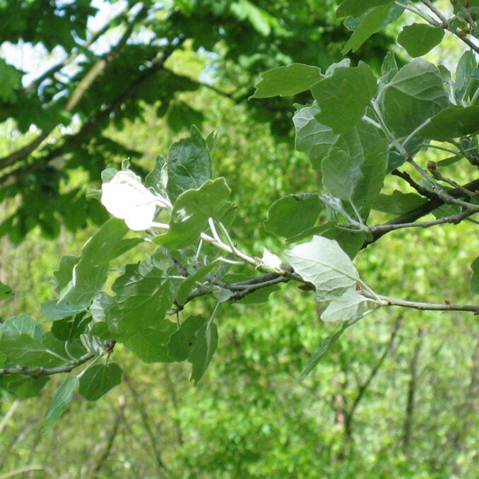 Populus_alba1