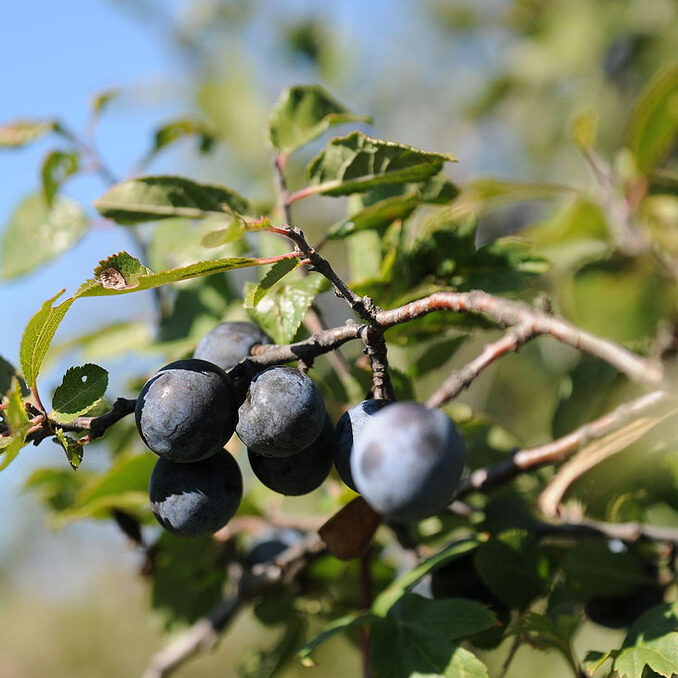 Pyrus piraster 1