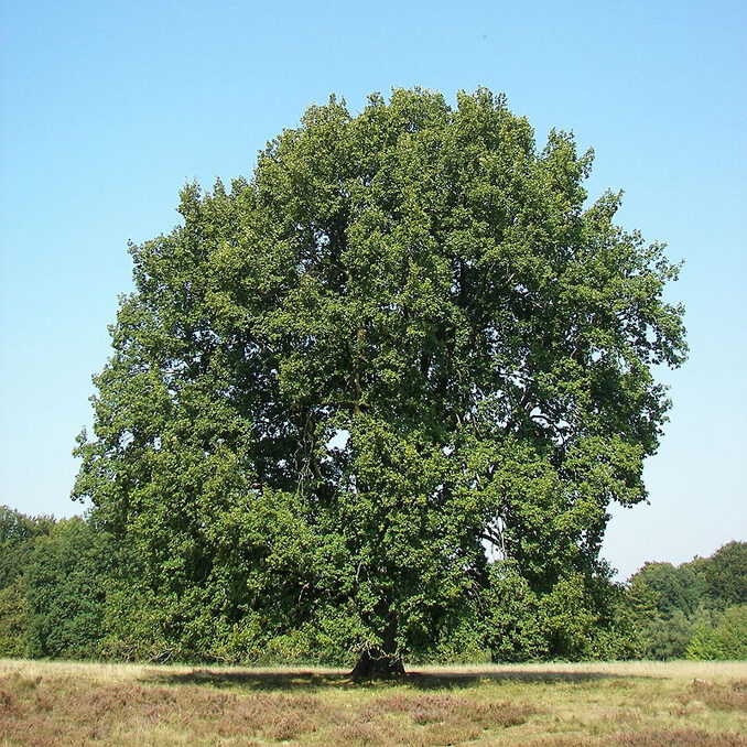 Quercus robur 1
