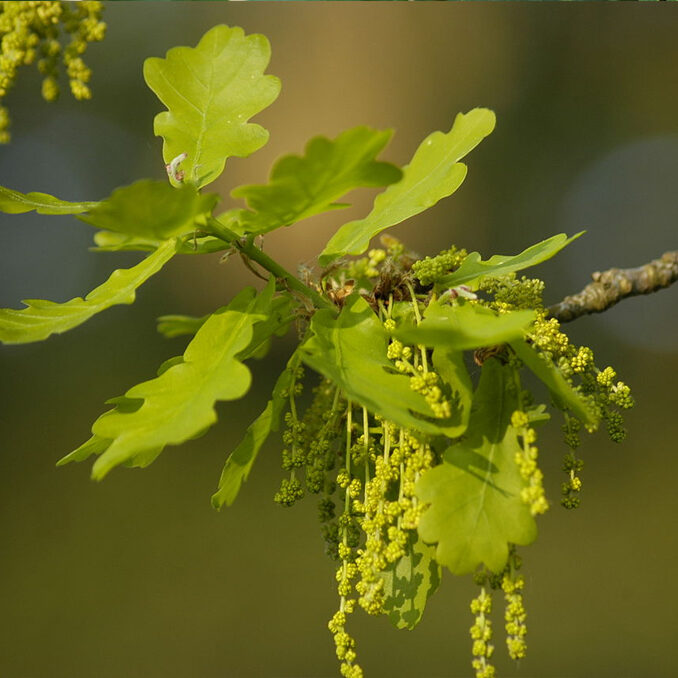 Quercus robur 2