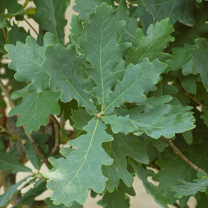Quercus robur 3