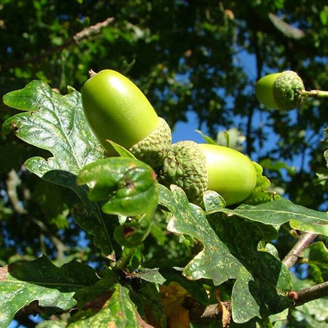Quercus robur 4