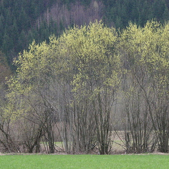 Salix eleagnos 1