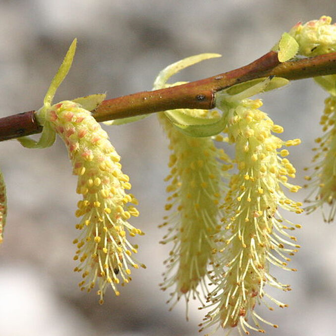 Salix eleagnos 2