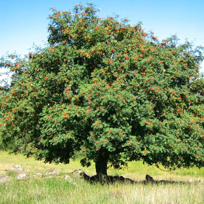Sorbus aucuparia 1