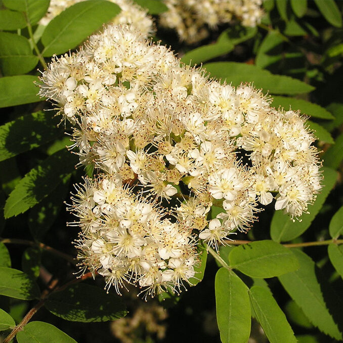Sorbus aucuparia 2