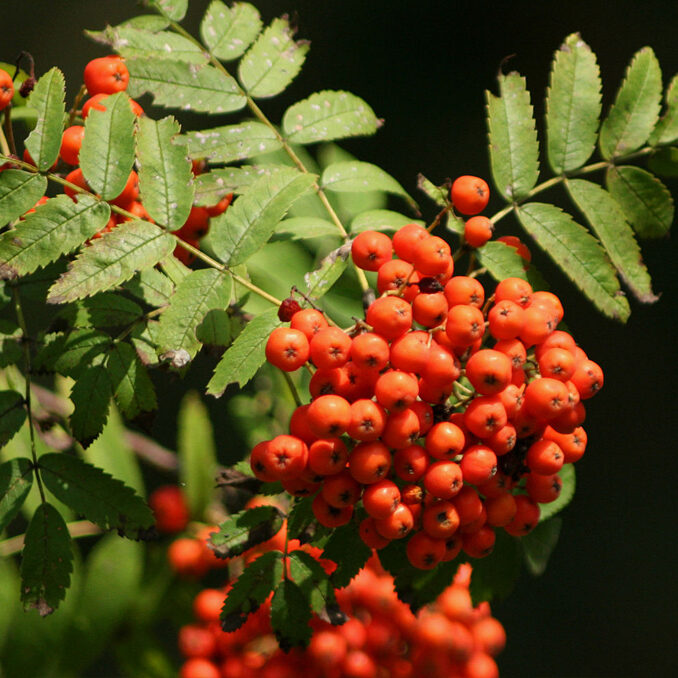 Sorbus aucuparia 3